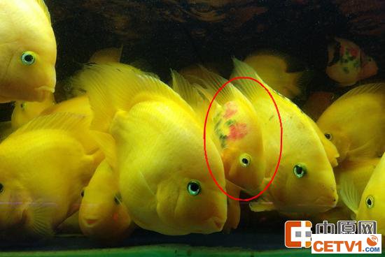 郑州这种鱼身体惨遭刻字 被纹身后变“发财鱼”