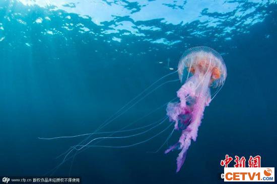 资料图：水母。图片来源：CFP视觉中国